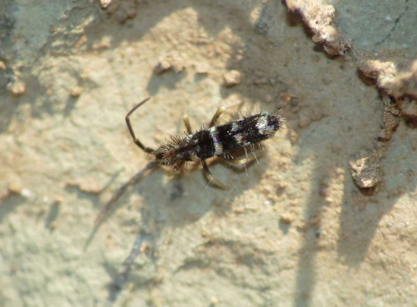 Collembolo bianco e nero